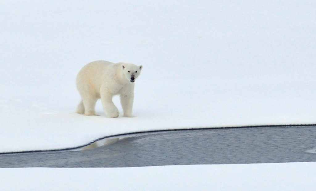 Polar bears 450,000 years older than previously thought