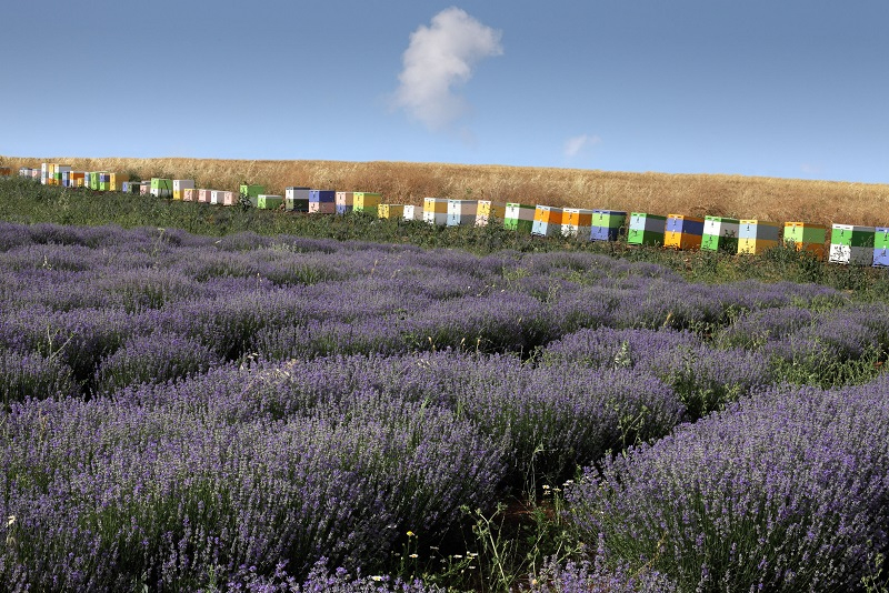 beehives & lavender farms