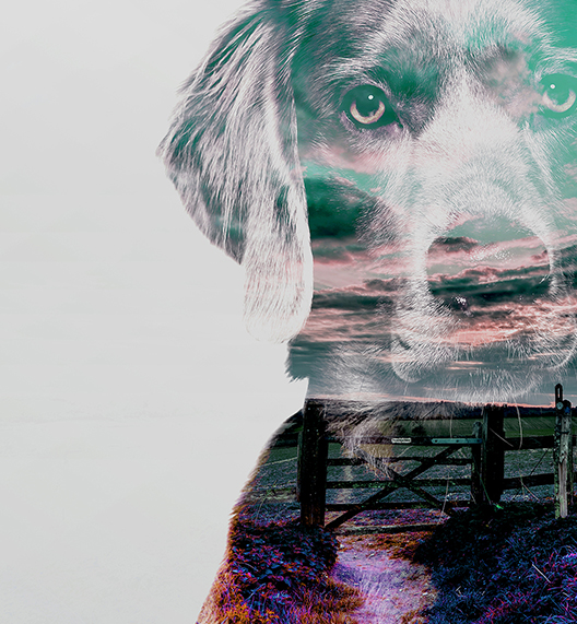 The Dog Beneath the Skin