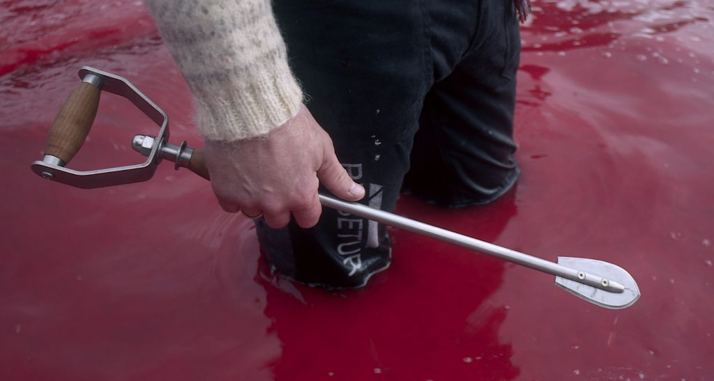 The Islands and the Whales