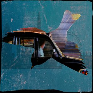 Bluebird