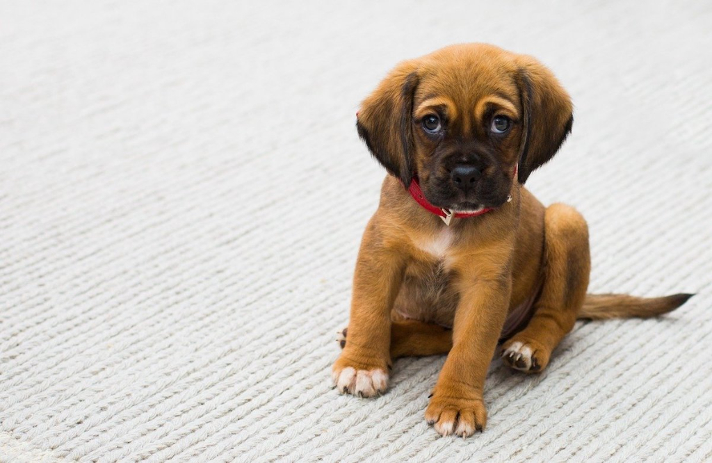 Why crate training is essential for most puppies (and when it should be avoided)