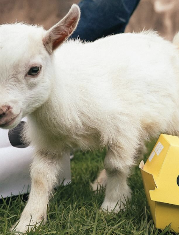 GOAT London launches burger delivery with baby goat playdate for a double dose of happiness