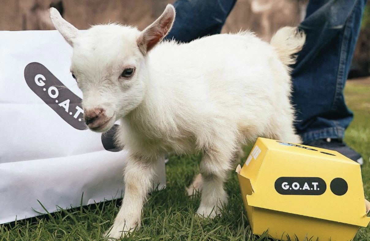 GOAT London launches burger delivery with baby goat playdate for a double dose of happiness