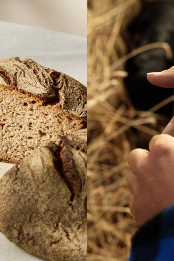 Gail’s Bakery unveils sourdough made with regenerative grains for World Earth Day