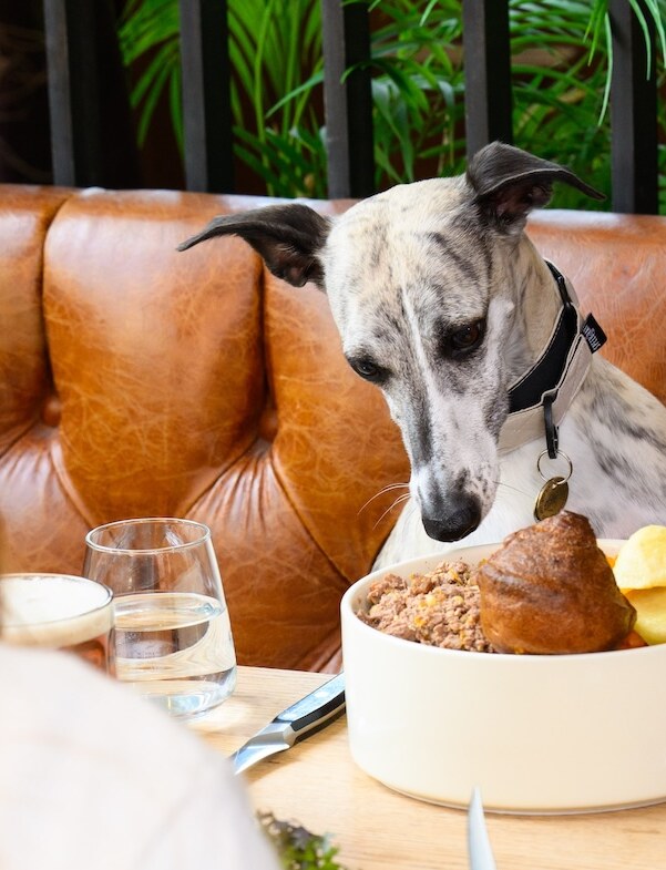 Chelsea gastropub launches free Sunday roast for furry friends to mark International Dog Day