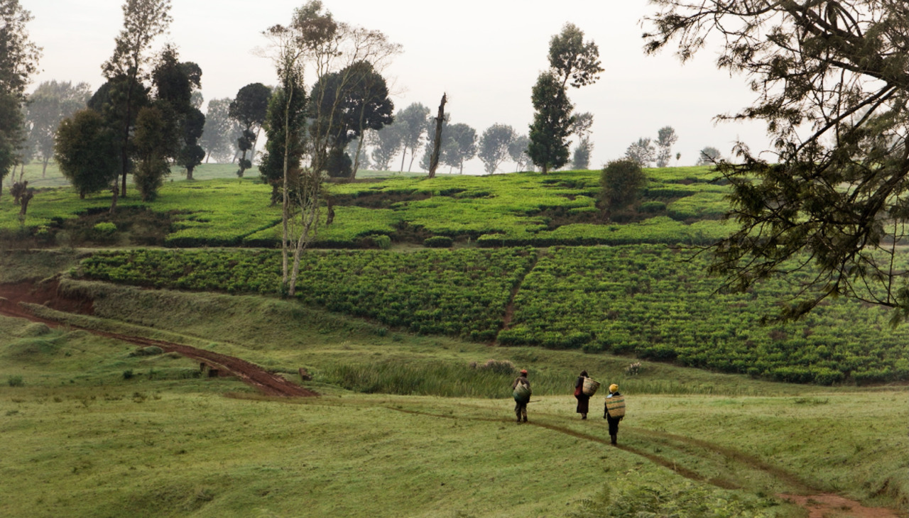 Kikuyu Land examines the legacy of British colonial land seizures in Kenya