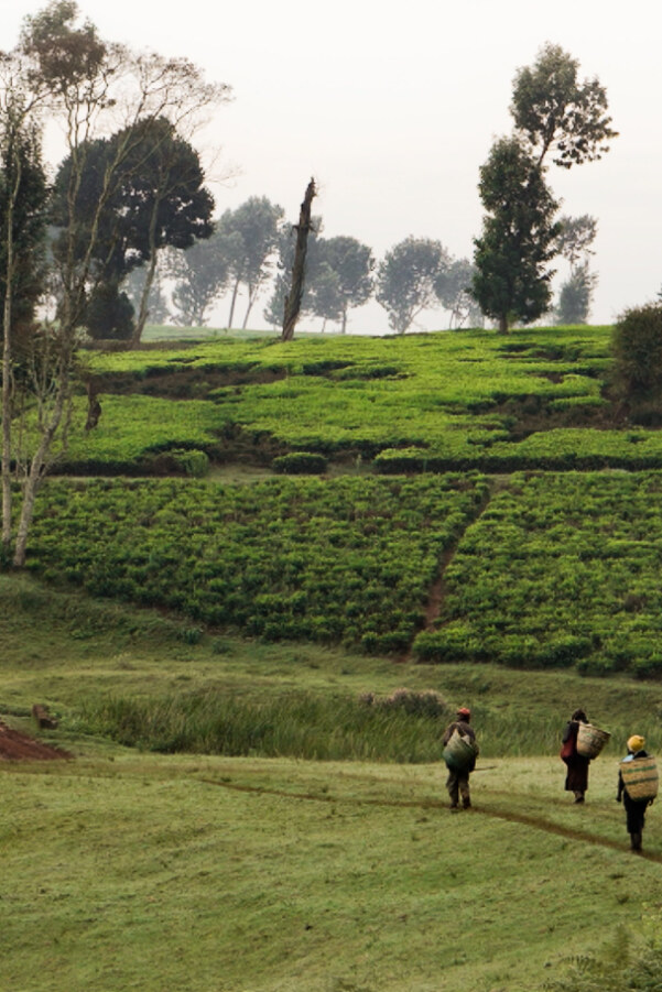 Kikuyu Land examines the legacy of British colonial land seizures in Kenya