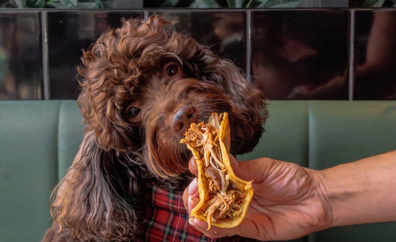 Vauxhall’s Market Place Food Hall is serving up a free doggy menu for National Dog Day this week