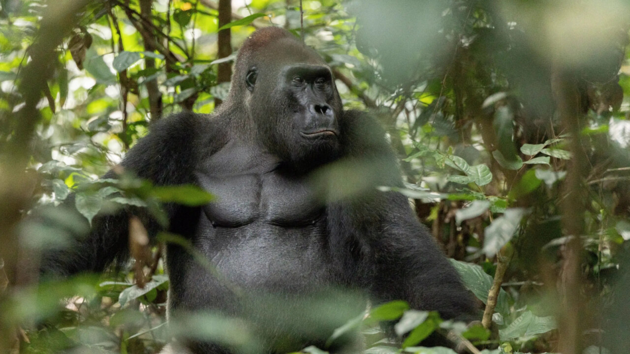 Africa: Earth’s Wild Home