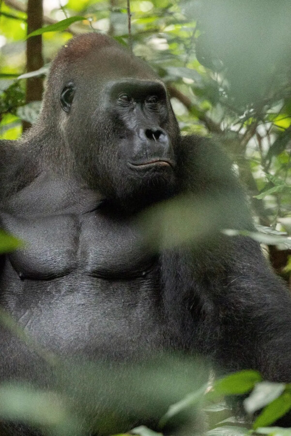 Africa: Earth’s Wild Home