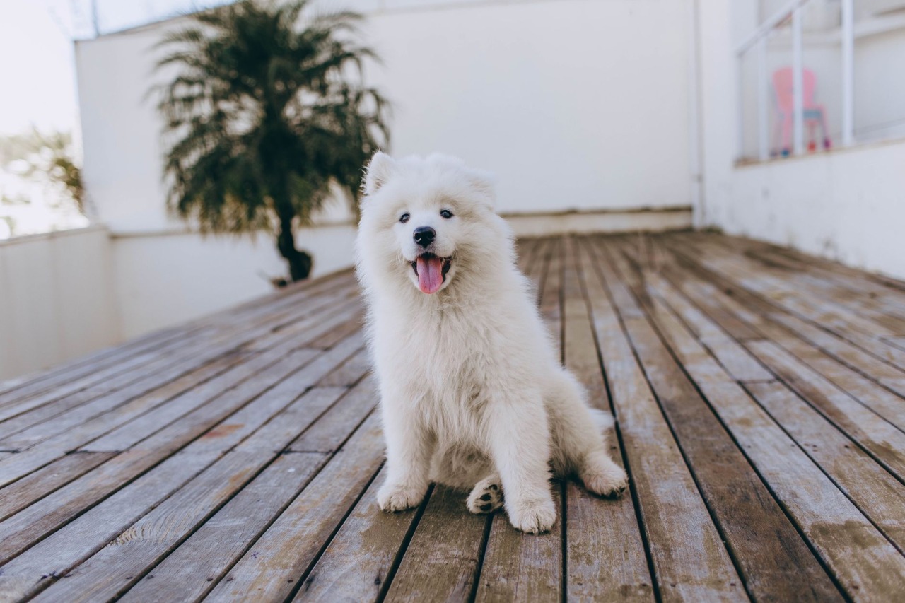 Getting ready for Tineco Pet Day: What actually matters when choosing a floor washer