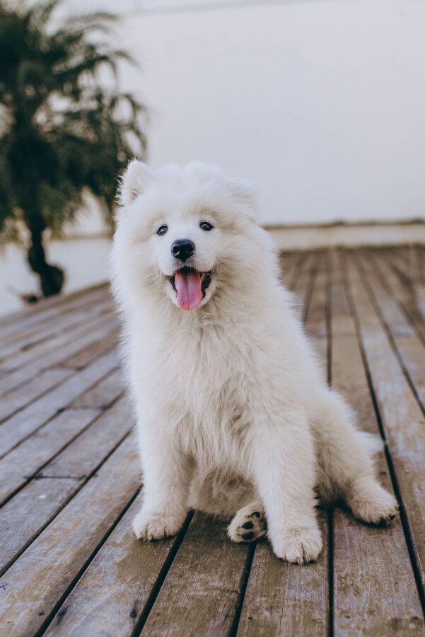 Getting ready for Tineco Pet Day: What actually matters when choosing a floor washer
